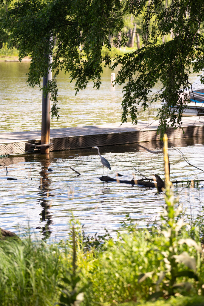Blue Heron at Celebrations on the River in La Crosse, WI