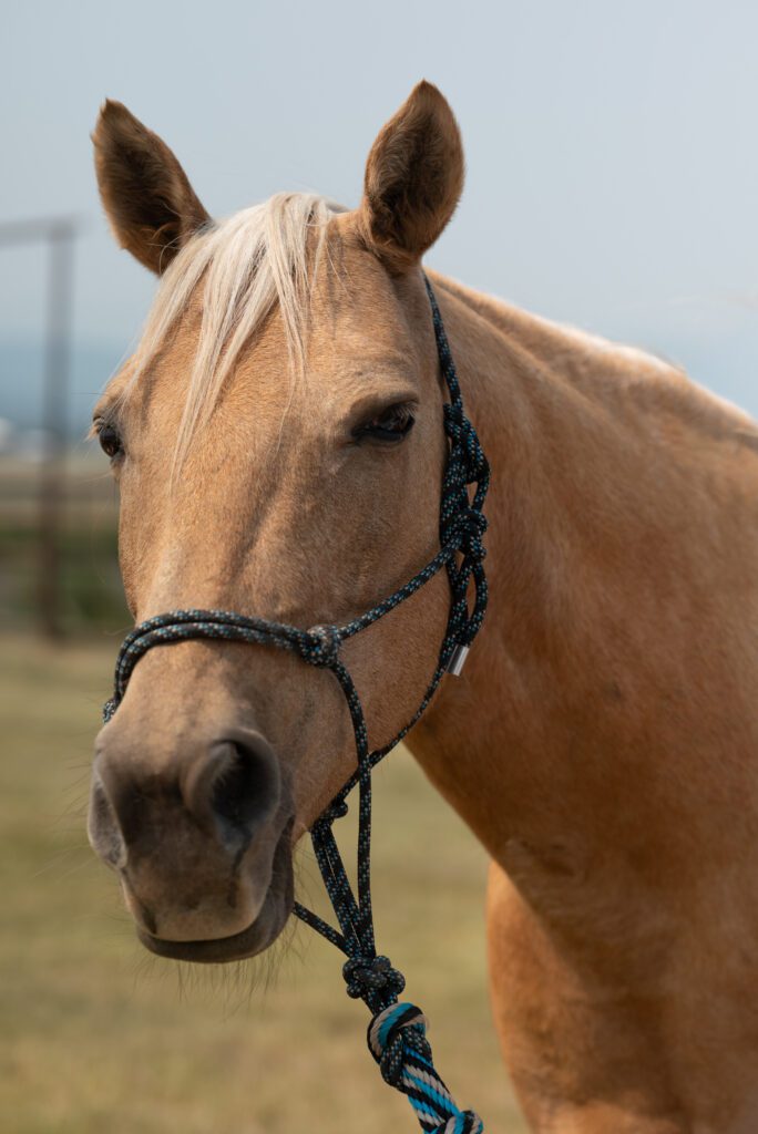 image of horse at this Airbnb where bride and groom got married in Montana