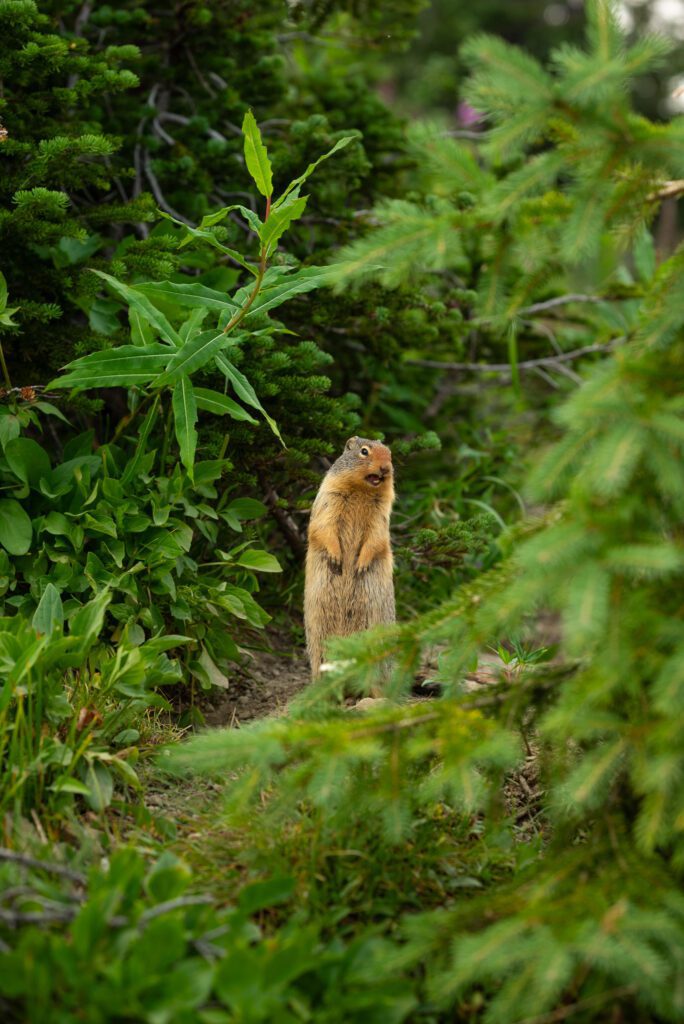 Cute little ground squirrel at Logan pass