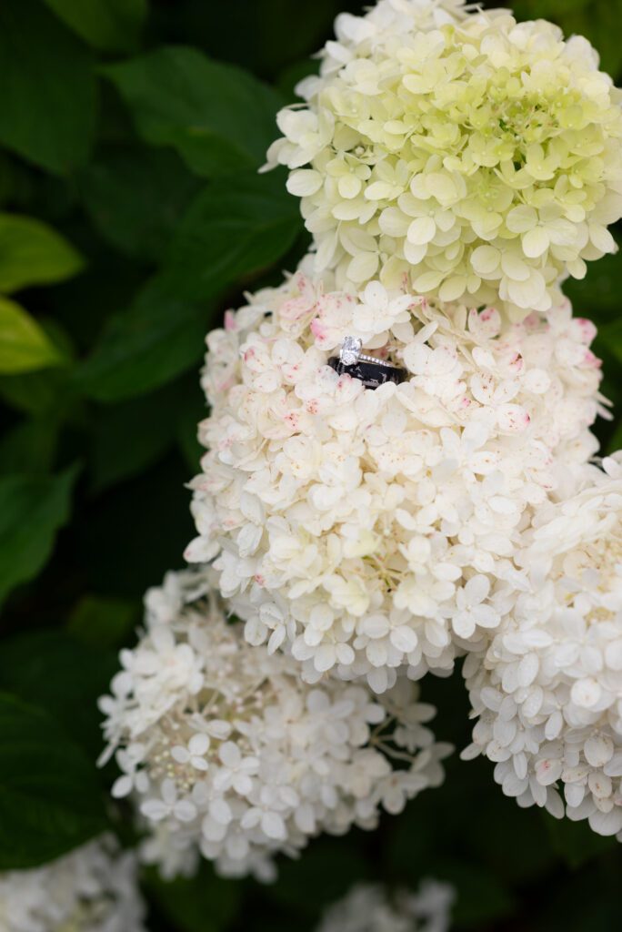 ring close up photo in hydrangea