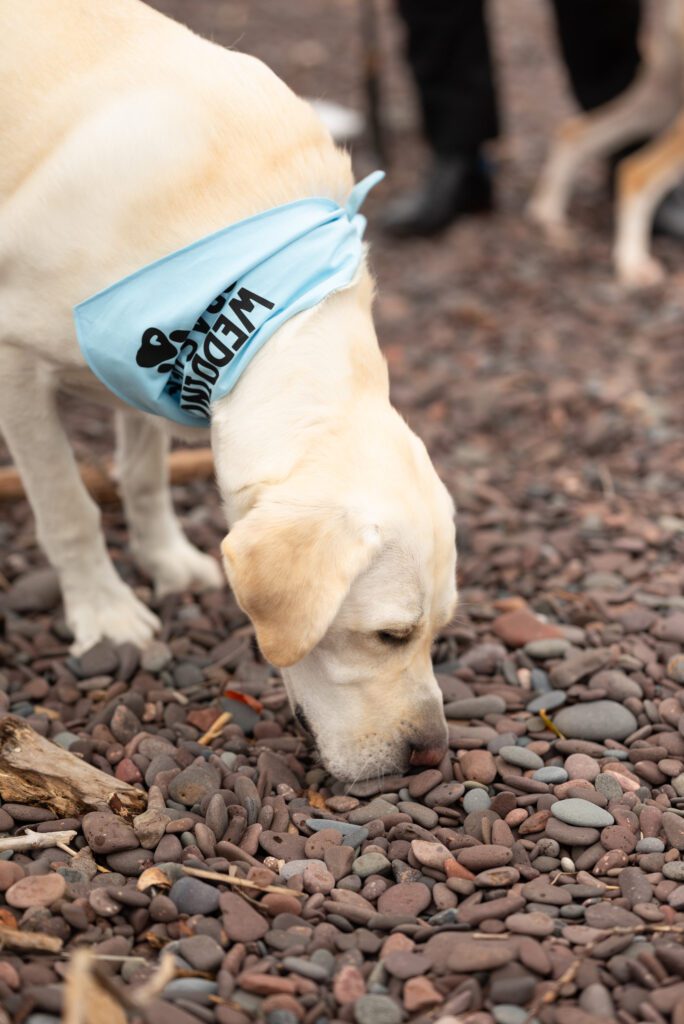 dog at wedding