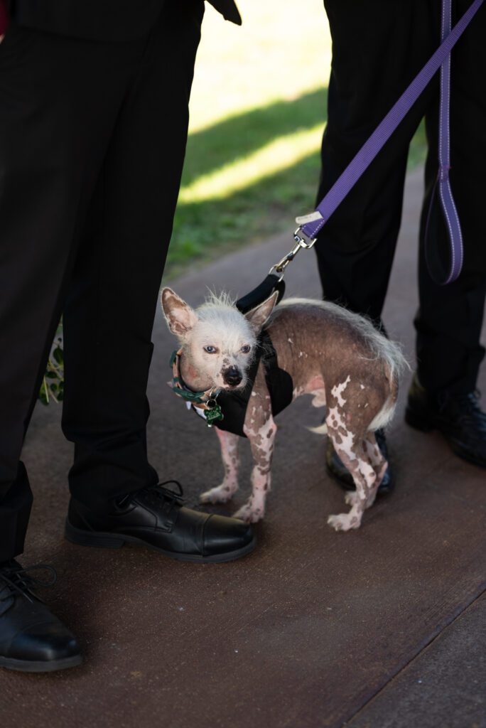 dog at wedding