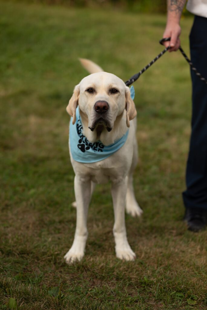 dog at wedding reception