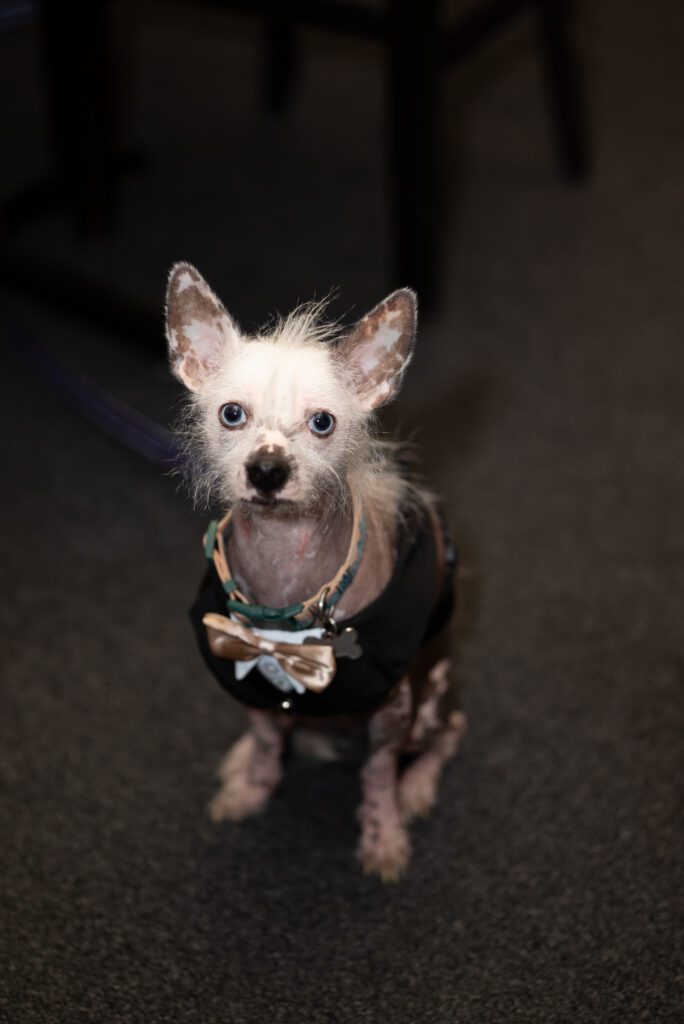Bride and groom's dog in tux at wedding