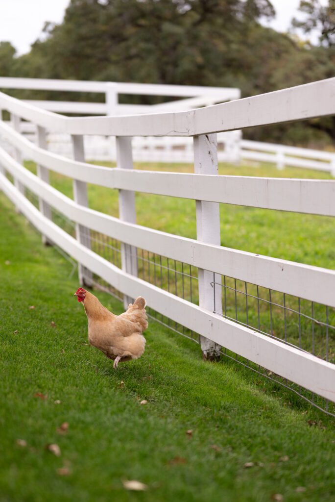chicken at Almquist Farm, a Hastings wedding venue