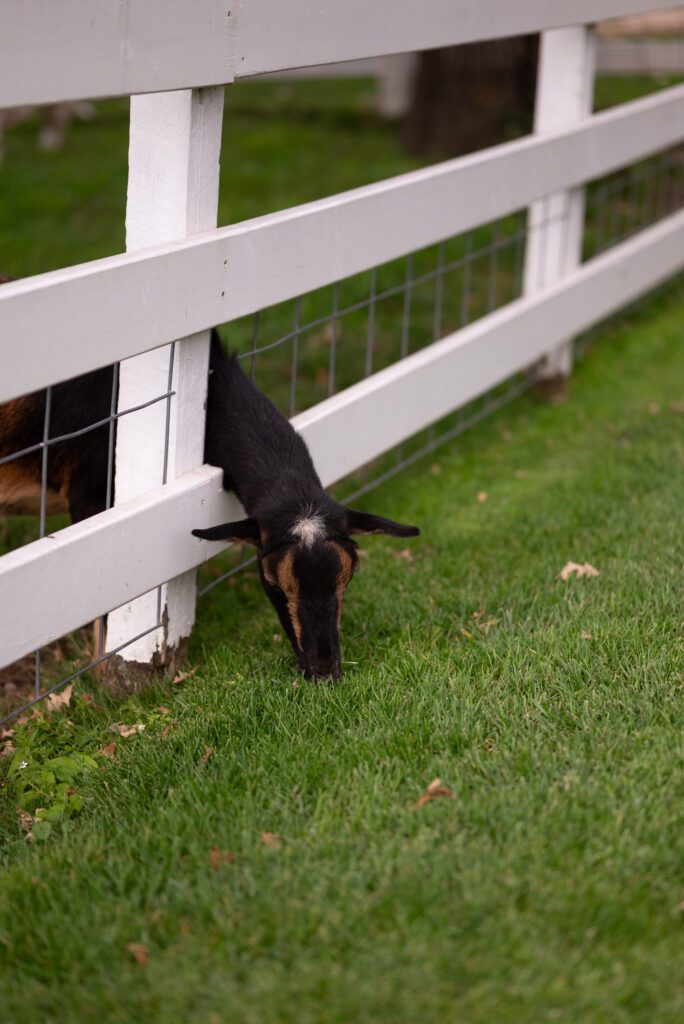 Almquist Farm wedding venue goats