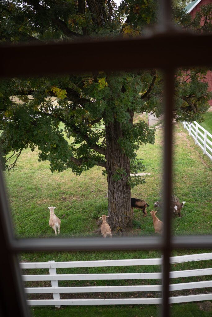 goats at Almquist Farm wedding venue in Hastings, MN