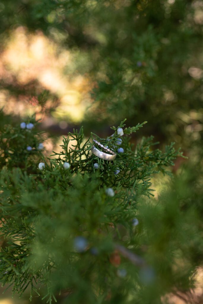 detail shot of rings on tree branch